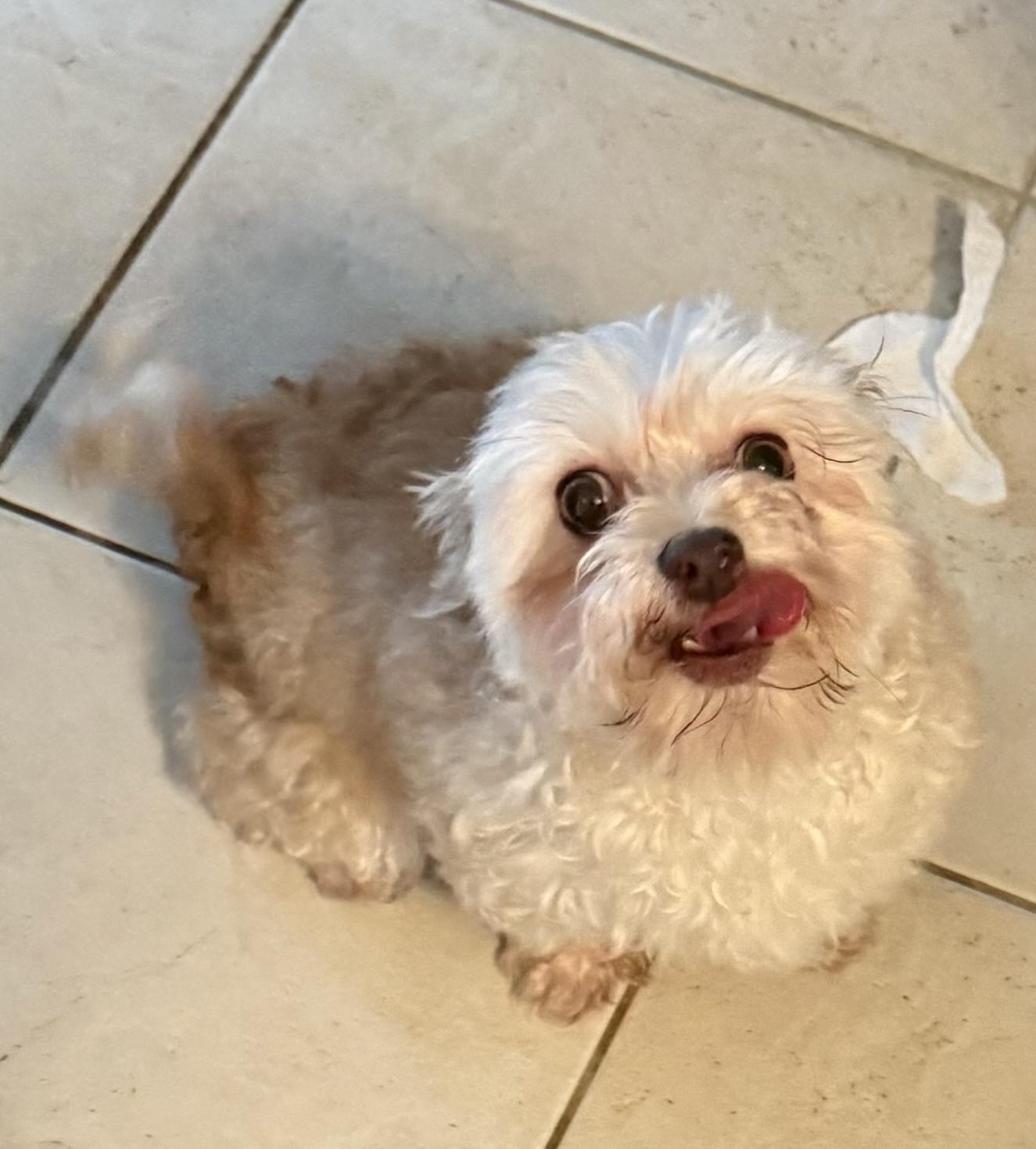 Hailee, an adopted Havanese in North Tonawanda, NY image 4/4