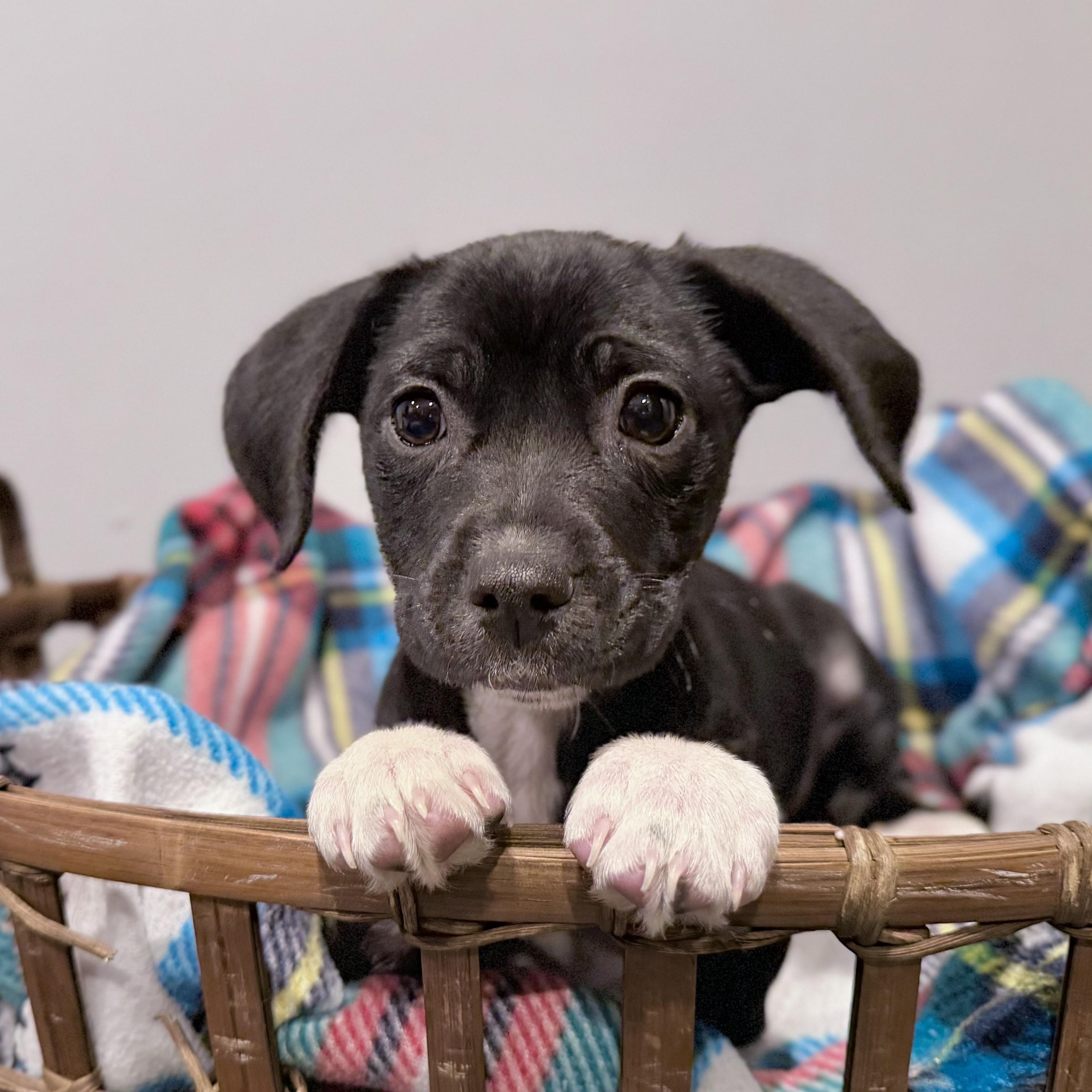 Laverne , adopted, Puppy Female Labrador Retriever.