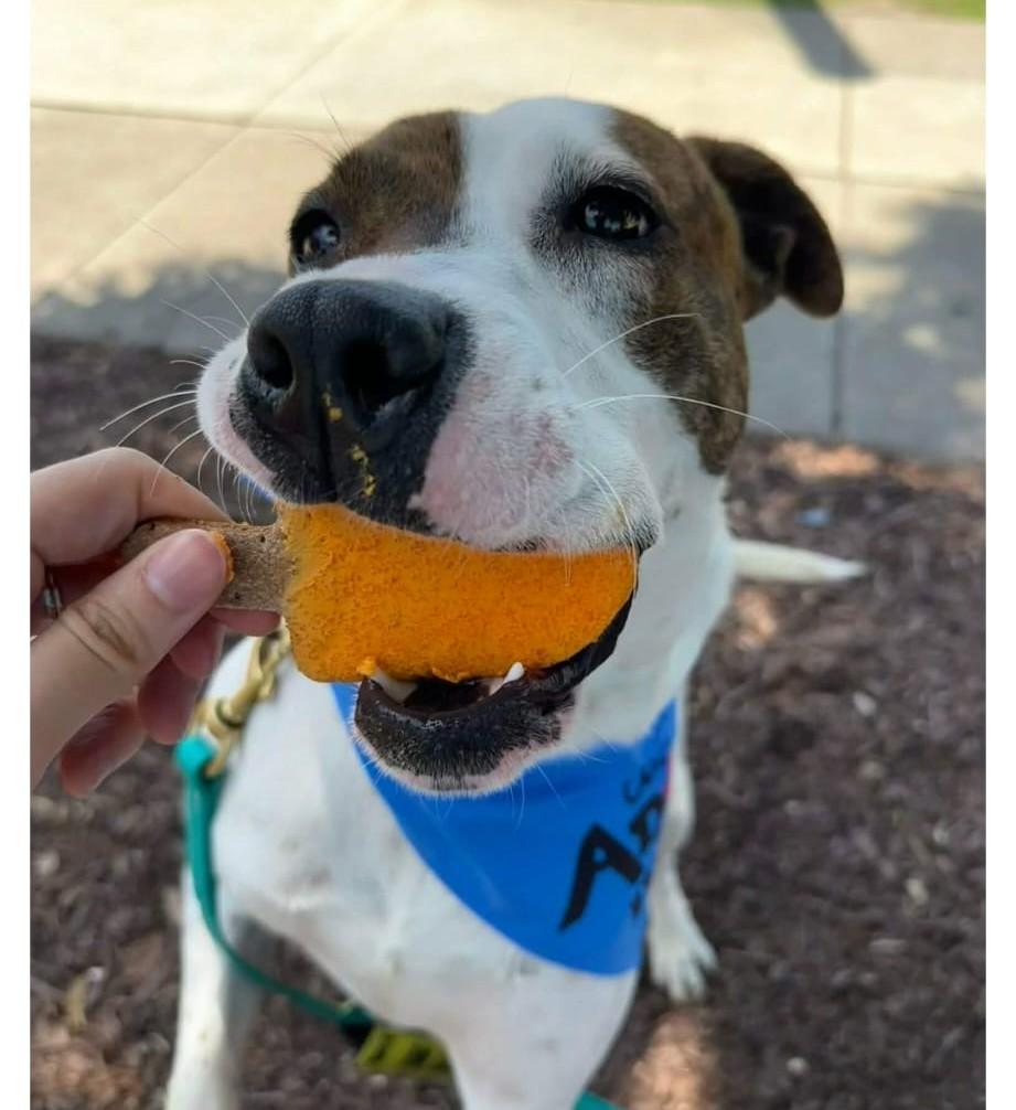 Enlarge Margo (45 lbs), a Adoptable mixed breed in Mississauga, ON image 5/6