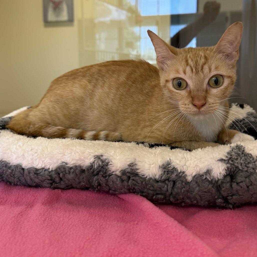 Enlarge Princess Celestia, a Adoptable Domestic Short Hair in Beaumont, TX image 1/5