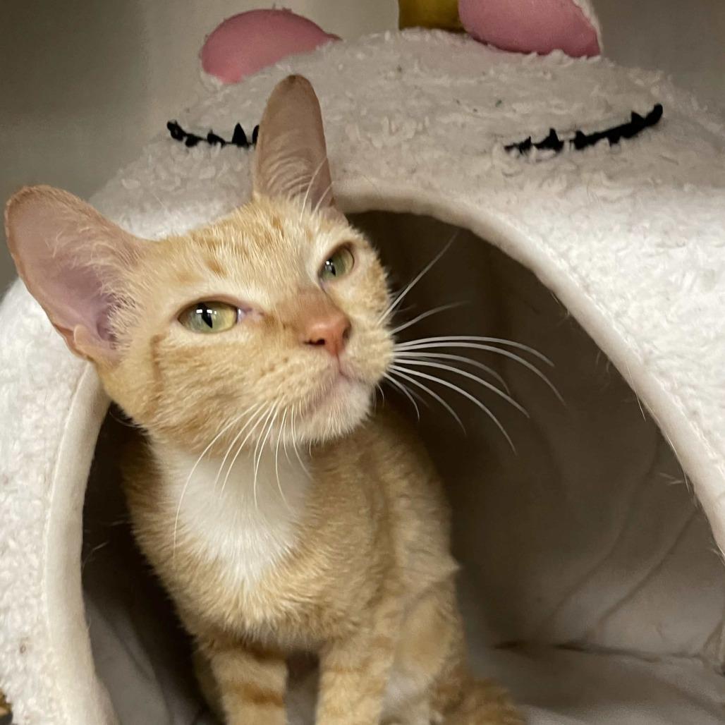 Enlarge Princess Celestia, a Adoptable Domestic Short Hair in Beaumont, TX image 2/5