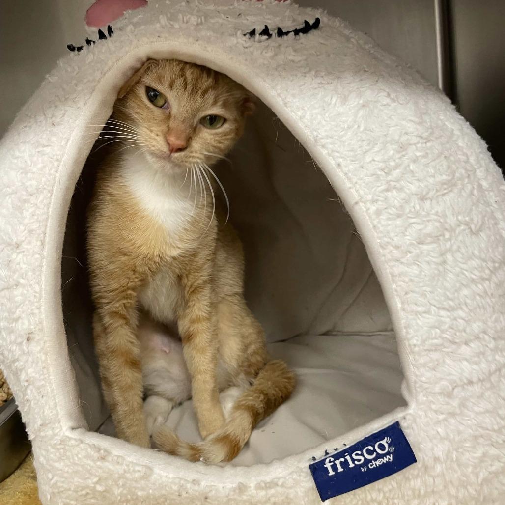 Enlarge Princess Celestia, a Adoptable Domestic Short Hair in Beaumont, TX image 3/5