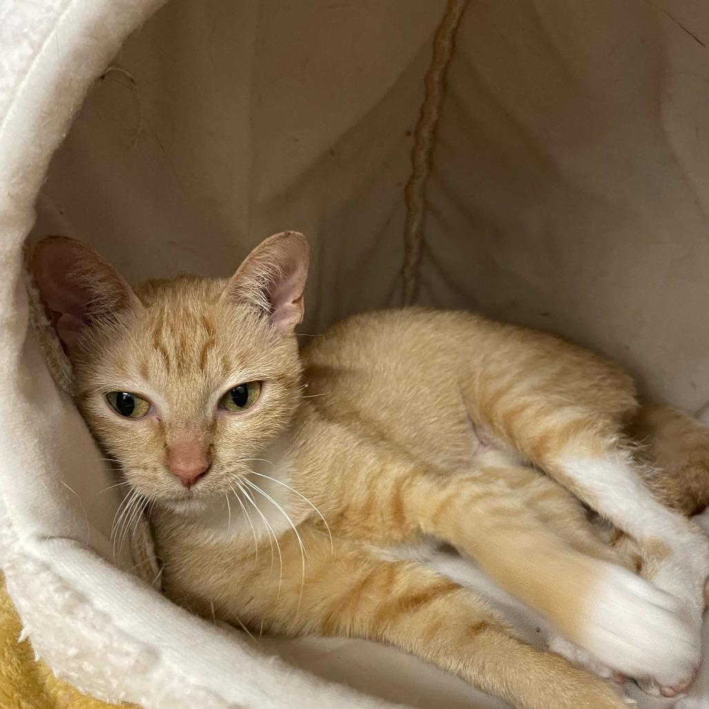 Enlarge Princess Celestia, a Adoptable Domestic Short Hair in Beaumont, TX image 4/5