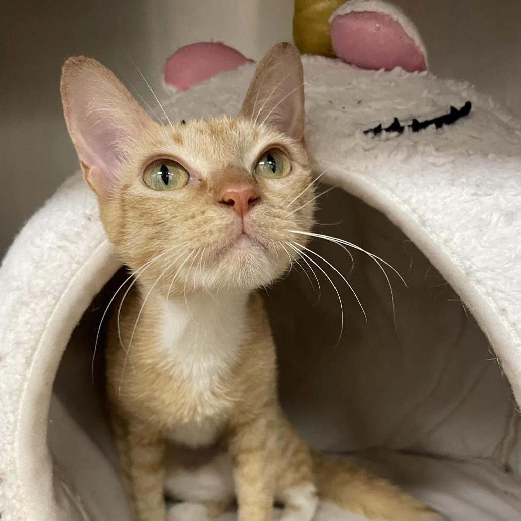 Enlarge Princess Celestia, a Adoptable Domestic Short Hair in Beaumont, TX image 5/5