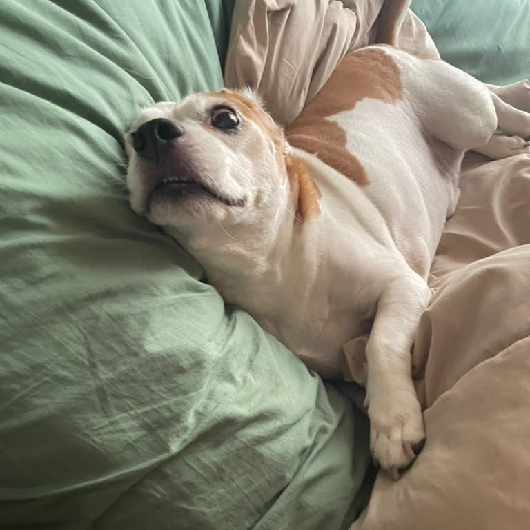 Enlarge Kilo, a Adoptable Beagle in New York, NY image 5/6