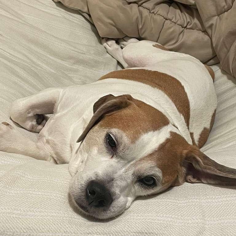 Enlarge Kilo, a Adoptable Beagle in New York, NY image 2/6