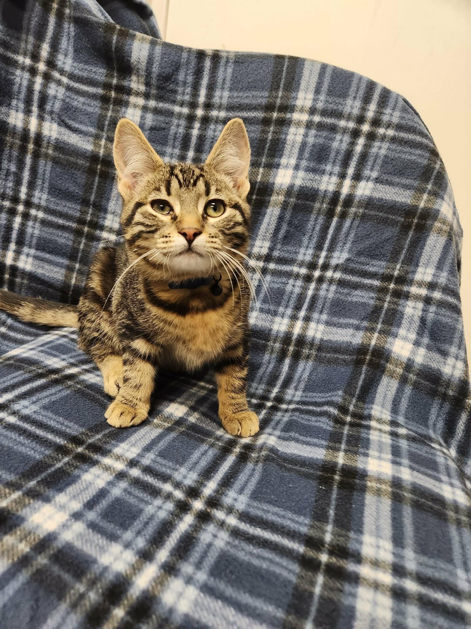 Enlarge Acorn, an adopted Domestic Short Hair in Caro, MI image 1/1