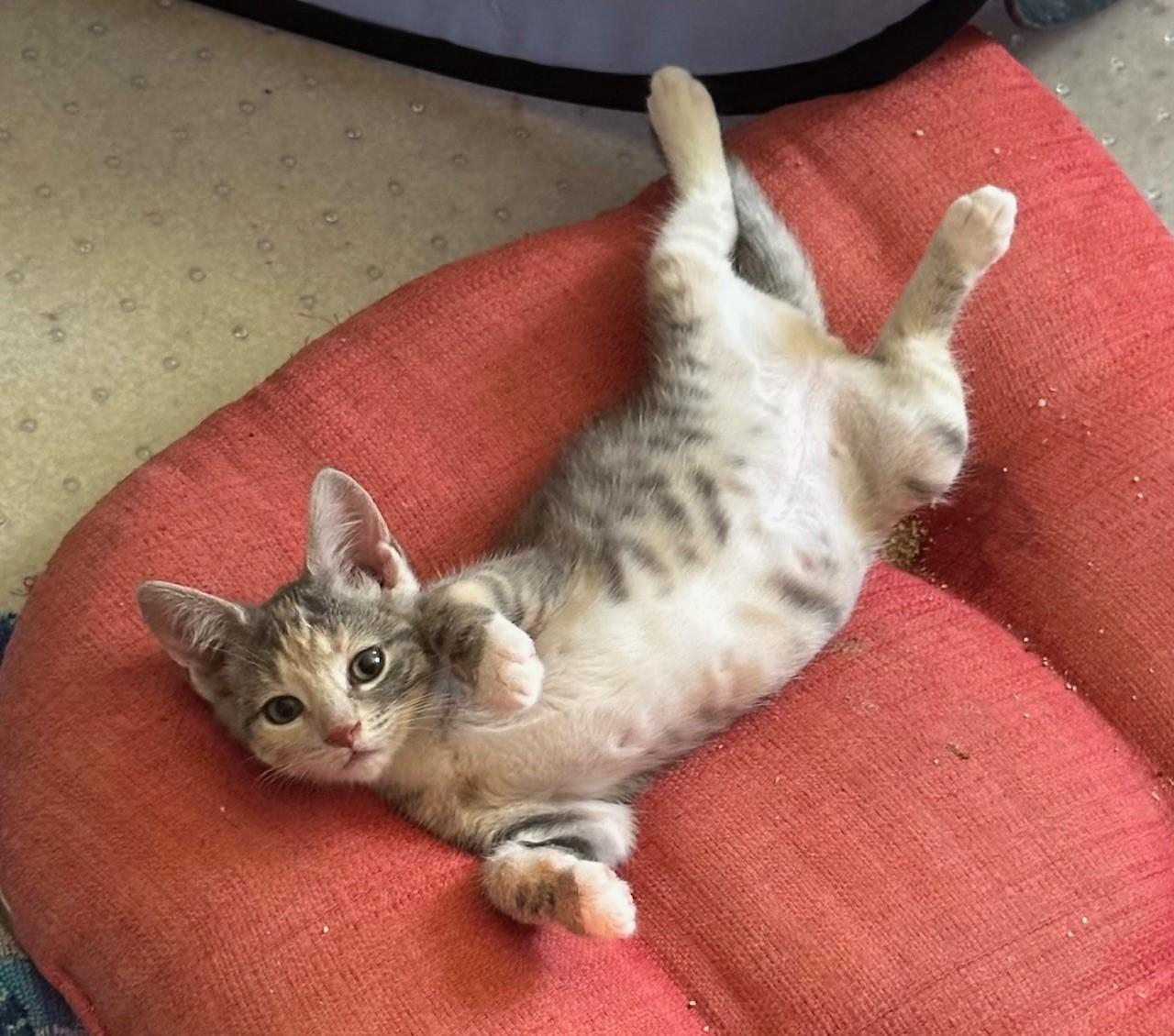 Enlarge Minnie (bonded w/ brother Magic), a Adoptable Domestic Short Hair in Hawthorne, NJ image 2/5