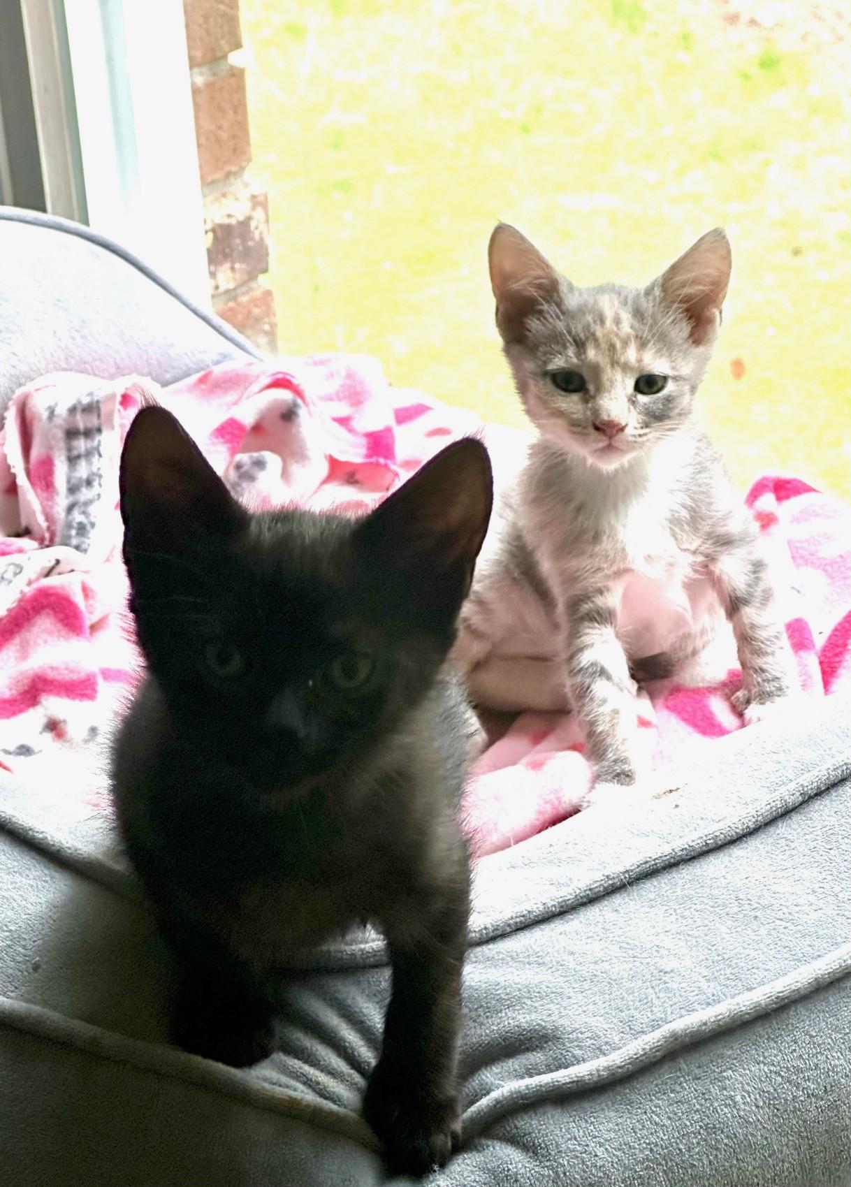 Enlarge Minnie (bonded w/ brother Magic), a Adoptable Domestic Short Hair in Hawthorne, NJ image 5/5