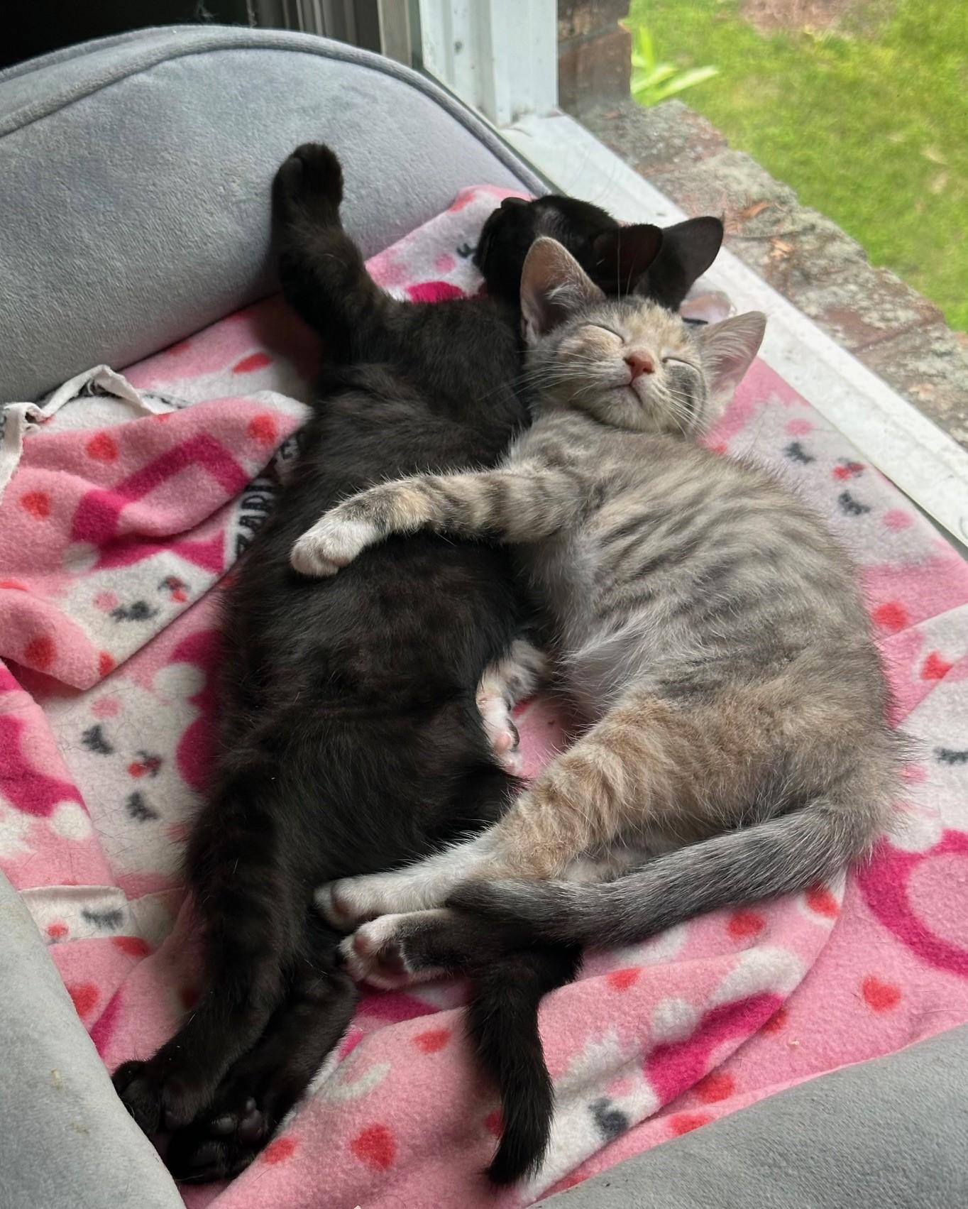 Enlarge Minnie (bonded w/ brother Magic), a Adoptable Domestic Short Hair in Hawthorne, NJ image 4/5