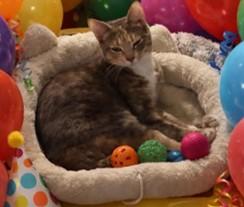 Enlarge Minnie (bonded w/ brother Magic), a Adoptable Domestic Short Hair in Hawthorne, NJ image 1/5