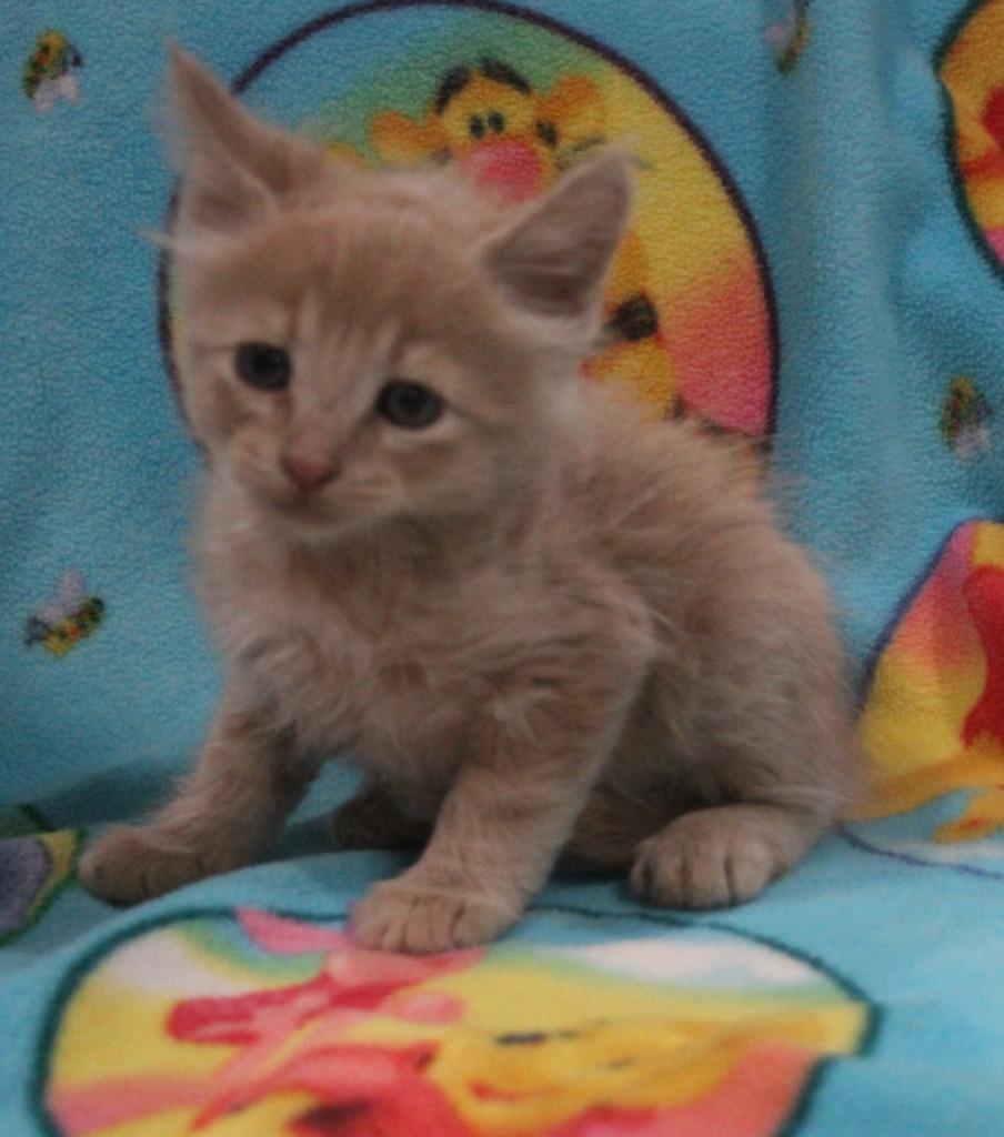 Charming, Adoptable, Kitten Male Domestic Long Hair.