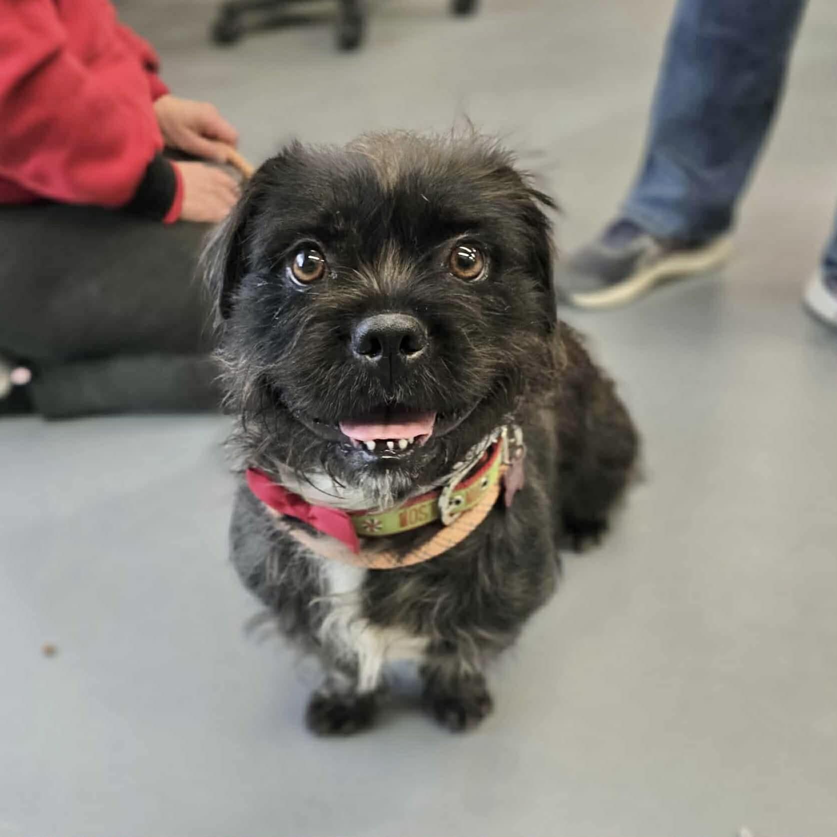 Bonnie, a ADOPTABLE mixed breed in Boulder, CO image 3/6