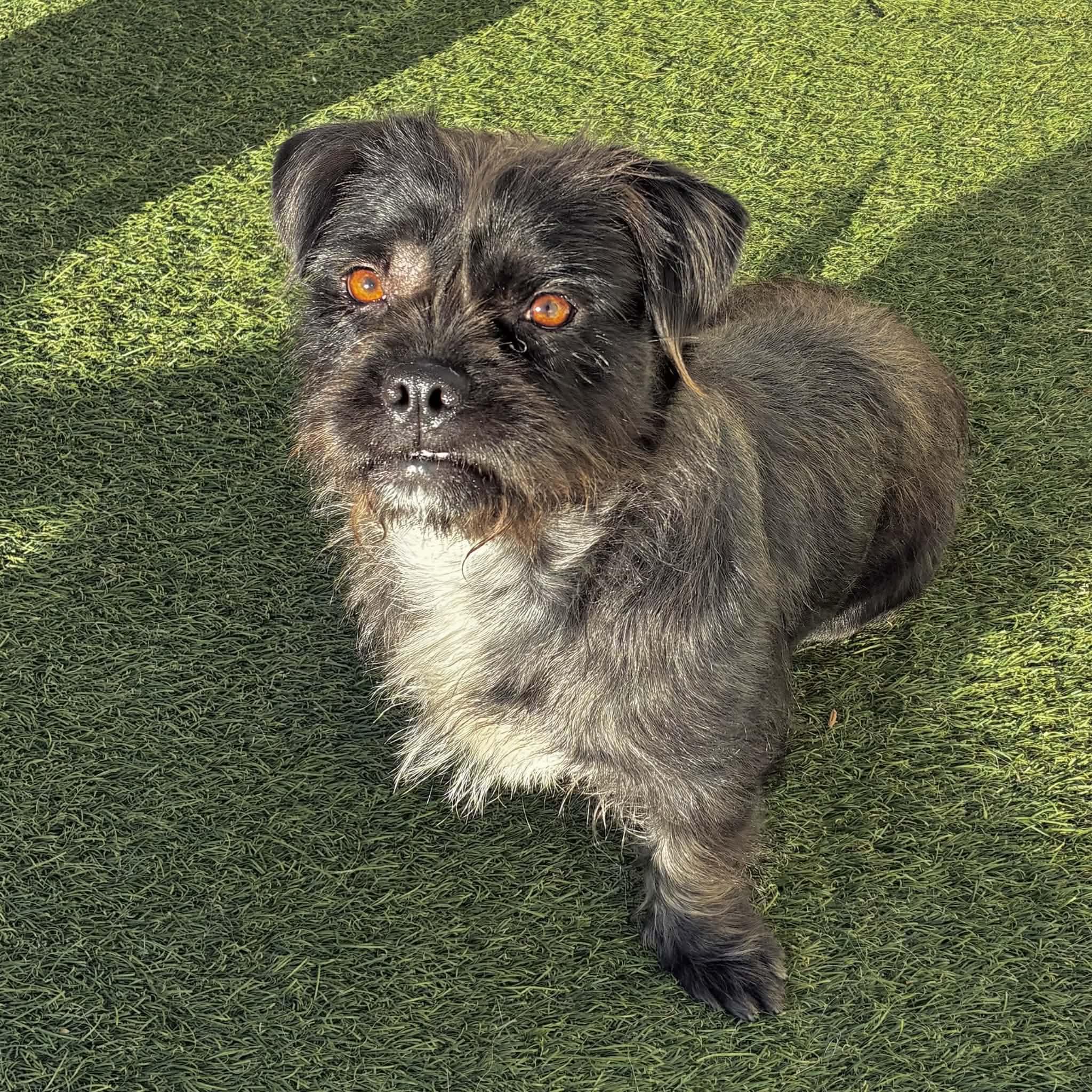 Bonnie, a ADOPTABLE mixed breed in Boulder, CO image 4/6