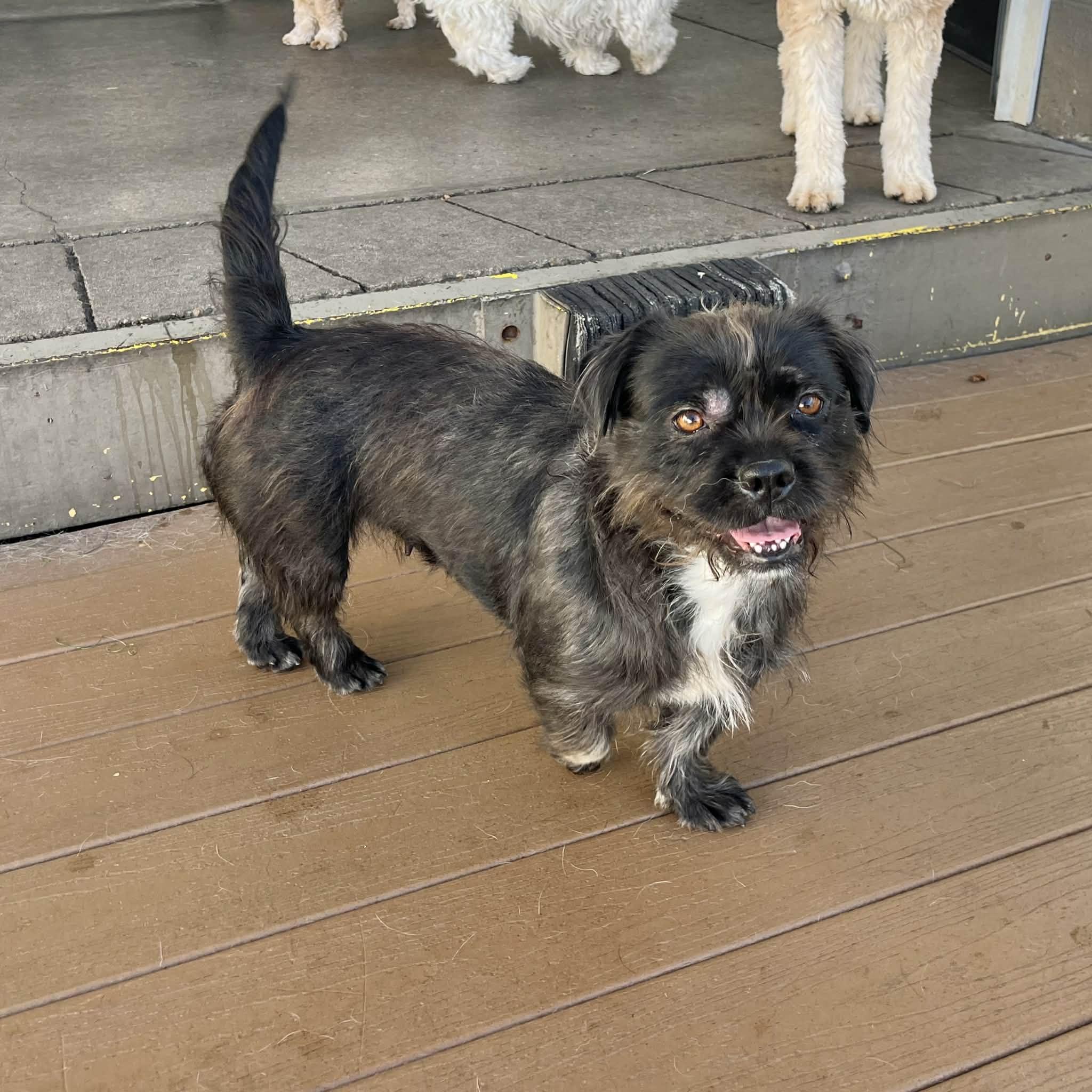 Bonnie, a ADOPTABLE mixed breed in Boulder, CO image 2/6