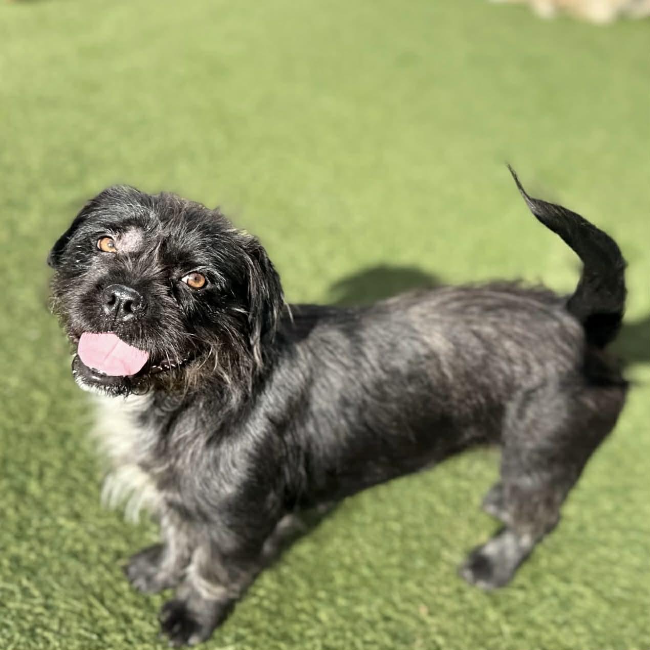 Bonnie, a ADOPTABLE mixed breed in Boulder, CO image 1/6