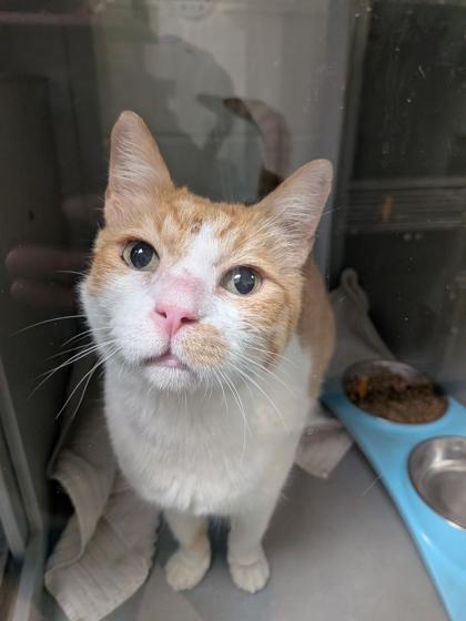 Maple, Adoptable, Adult Male Domestic Short Hair & Domestic Short Hair.