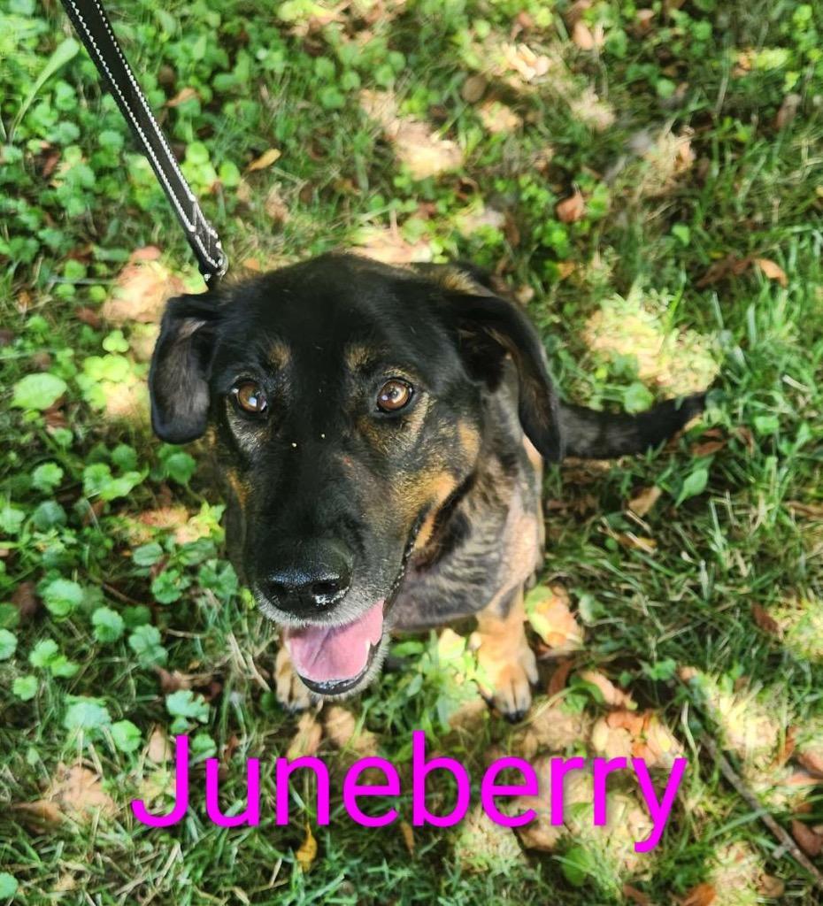 Juneberry, Adoptable, Adult Female Shepherd & Hound.