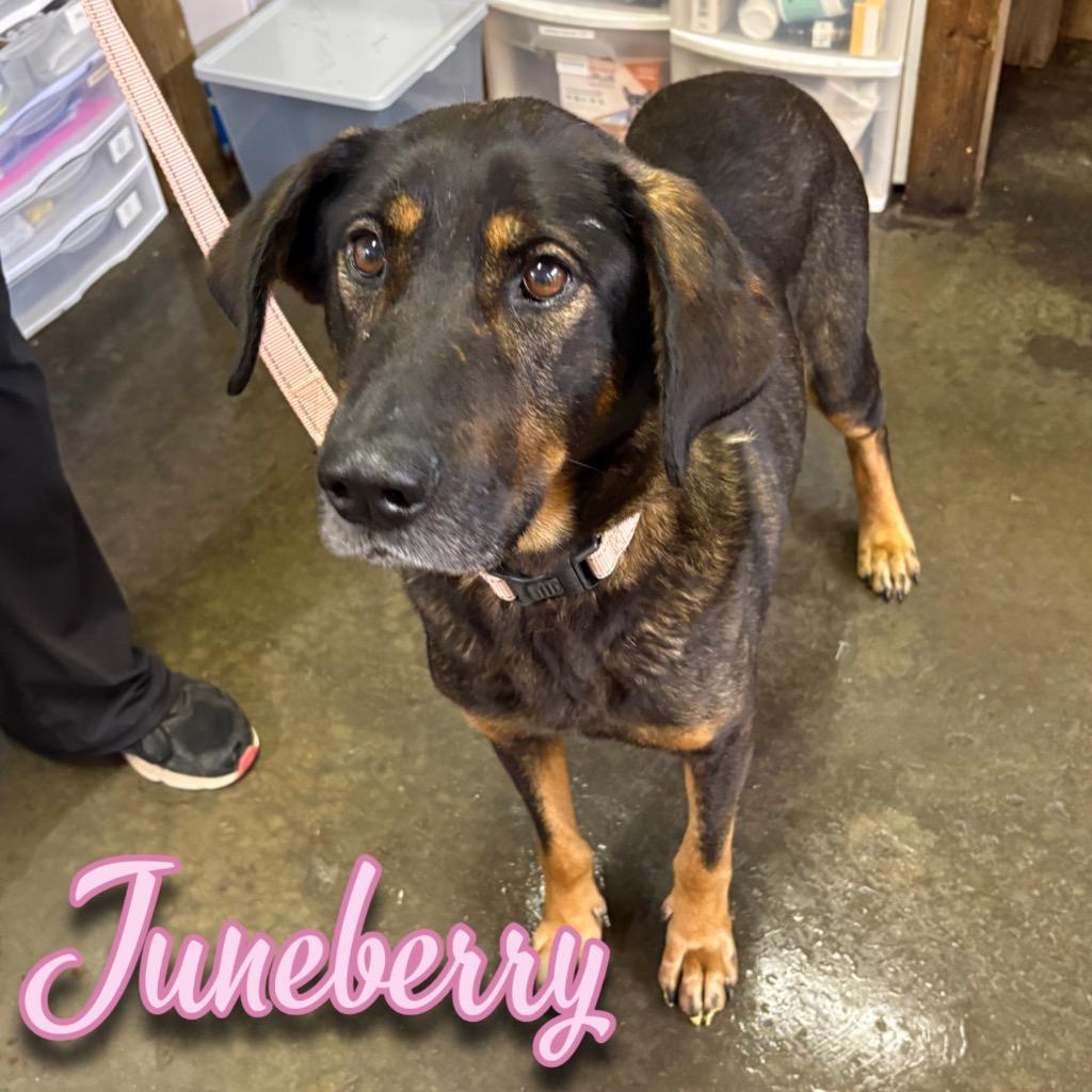 Juneberry, a Adoptable mixed breed in Hillsboro, OH image 2/5