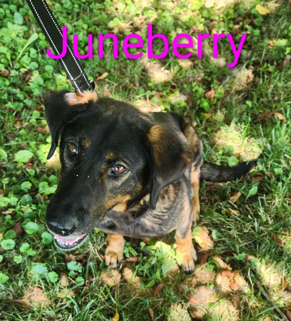Juneberry, a Adoptable mixed breed in Hillsboro, OH image 3/5