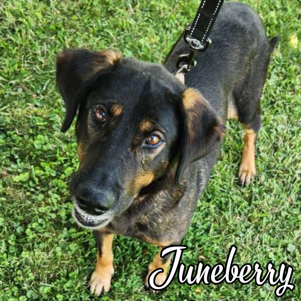 Juneberry, a Adoptable mixed breed in Hillsboro, OH image 4/5