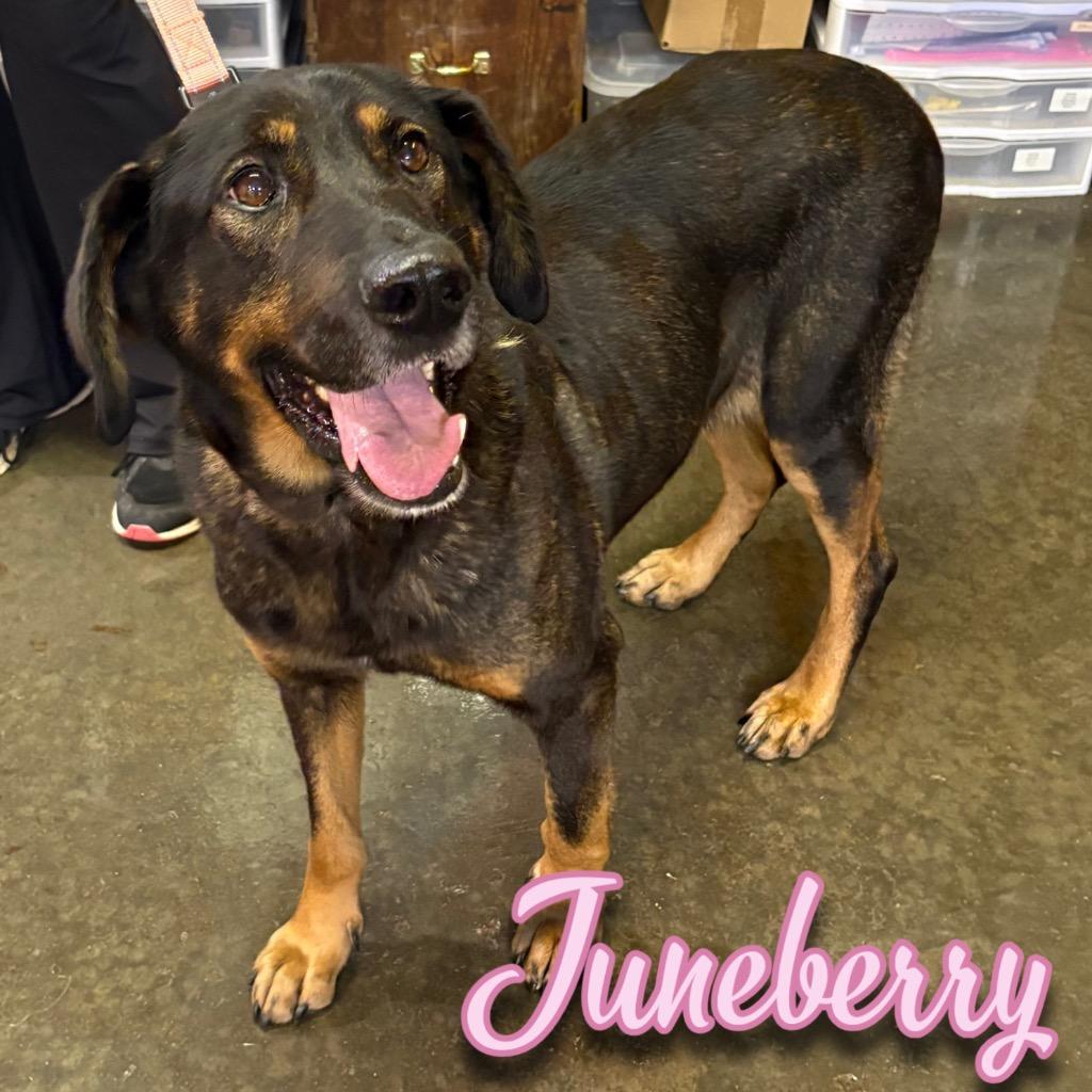 Juneberry, a Adoptable mixed breed in Hillsboro, OH image 5/5