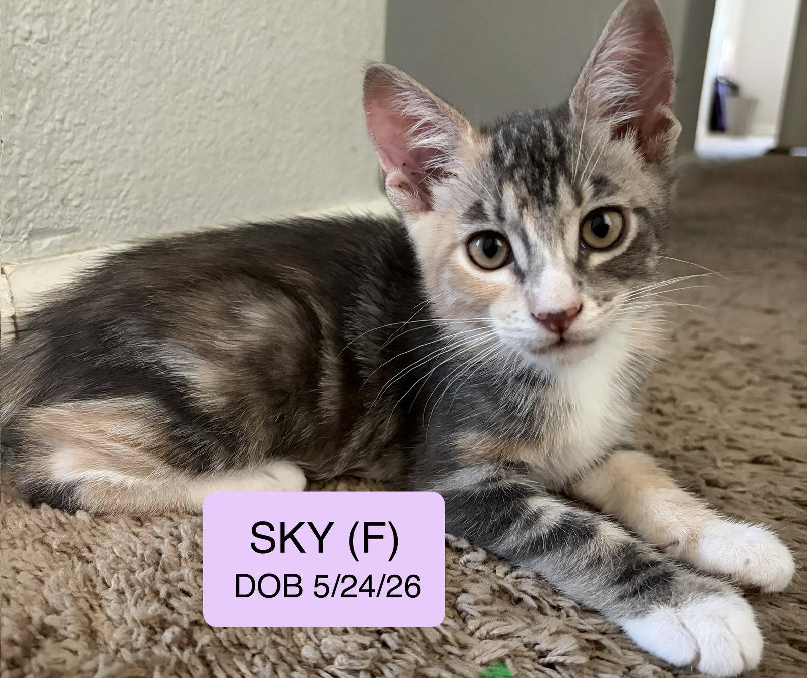 Sky, Adoptable, Kitten Female American Shorthair & Tabby.