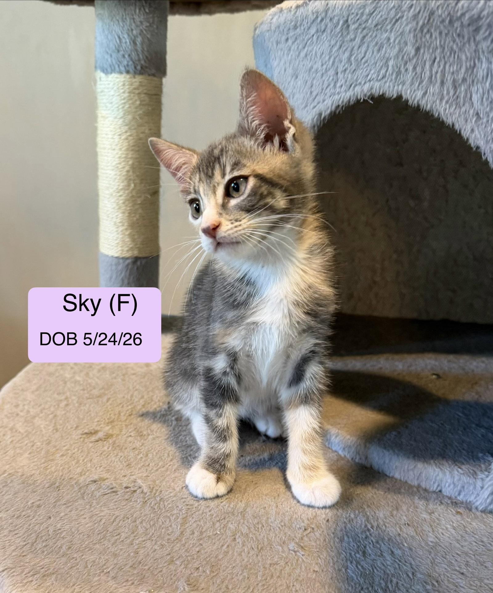 Enlarge Sky, a Adoptable mixed breed in Vacaville, CA image 2/2