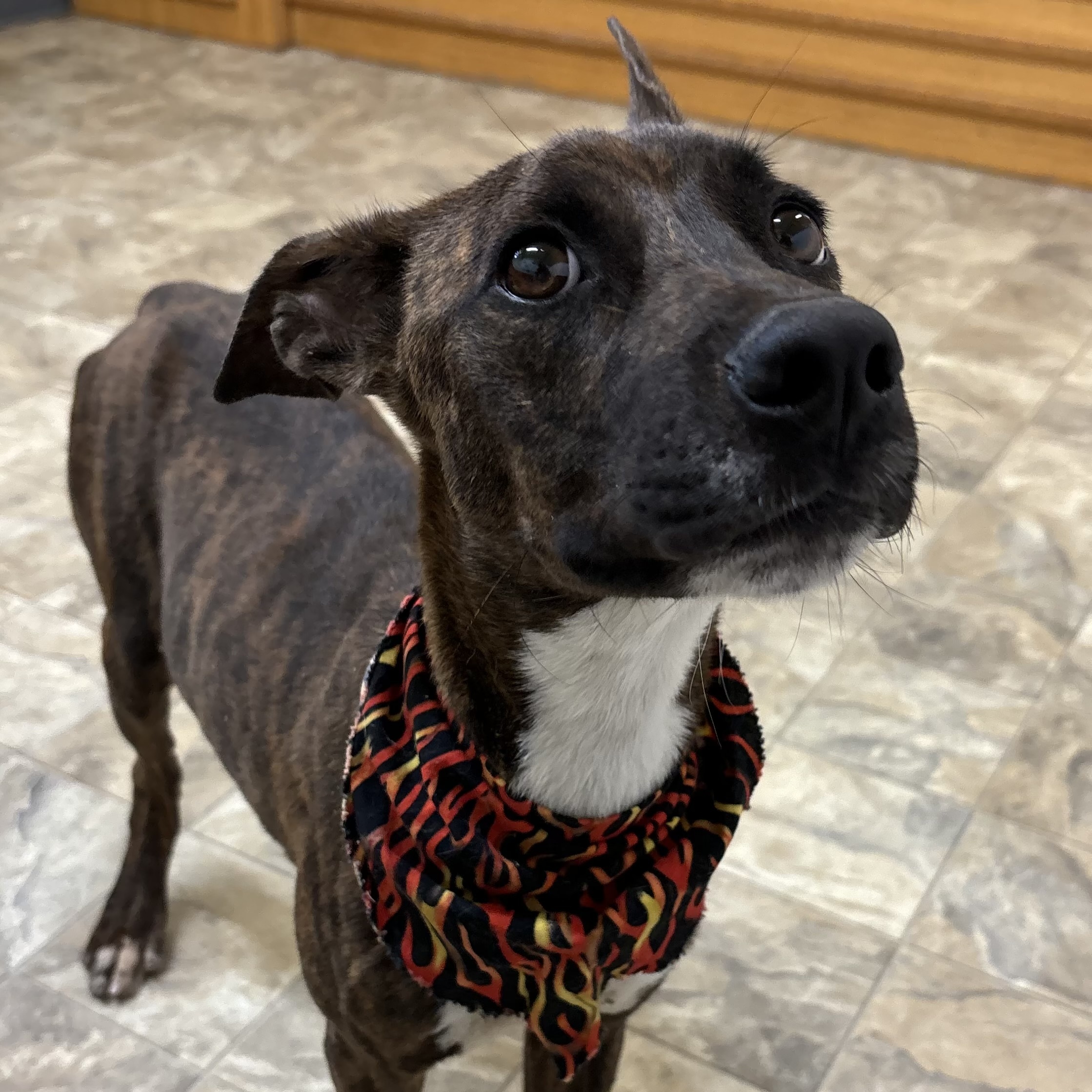 Dog for adoption River, a Terrier Mix in Pilot Point, TX Petfinder