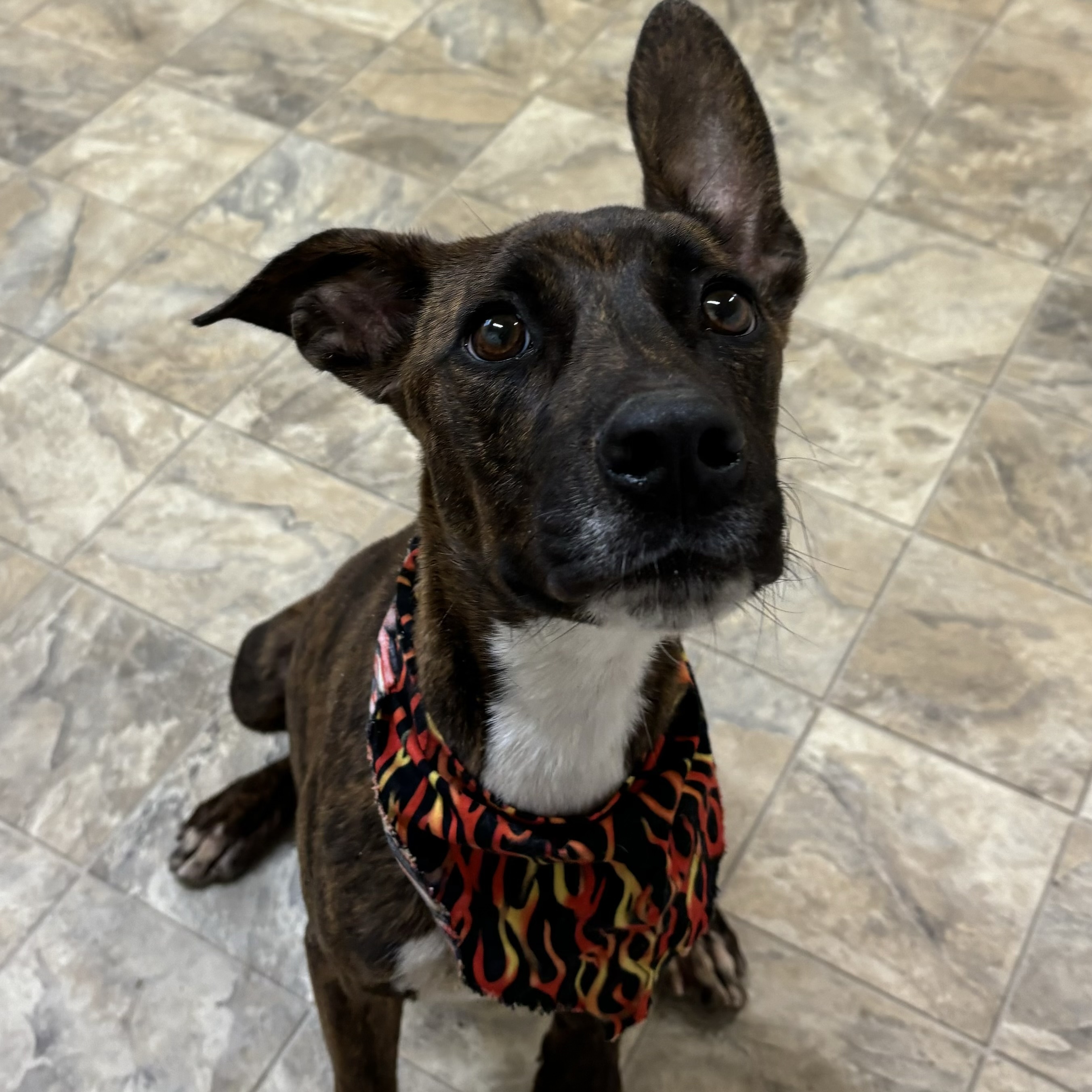 Dog for adoption River, a Terrier Mix in Pilot Point, TX Petfinder