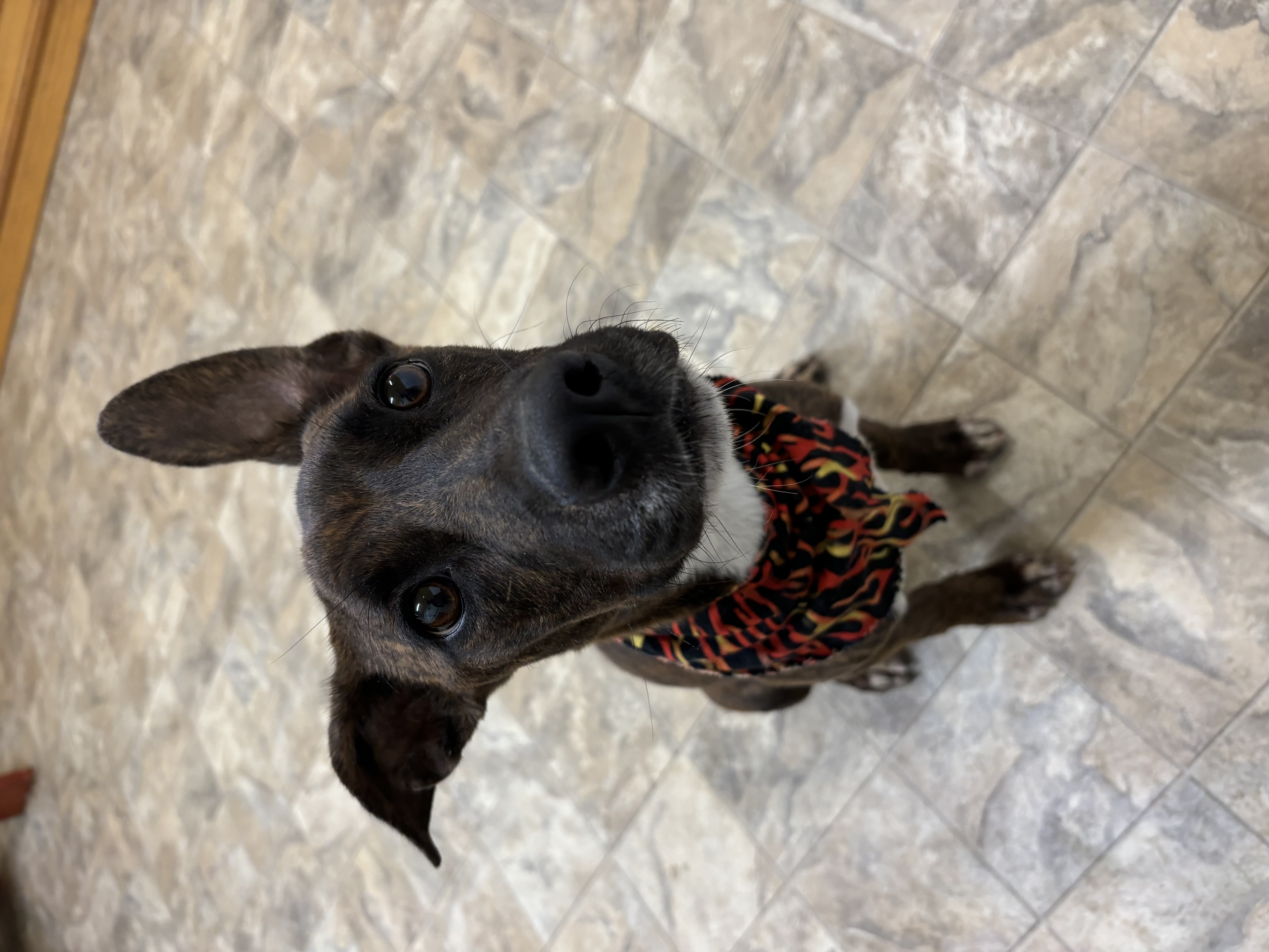 Dog for adoption River, a Terrier Mix in Pilot Point, TX Petfinder