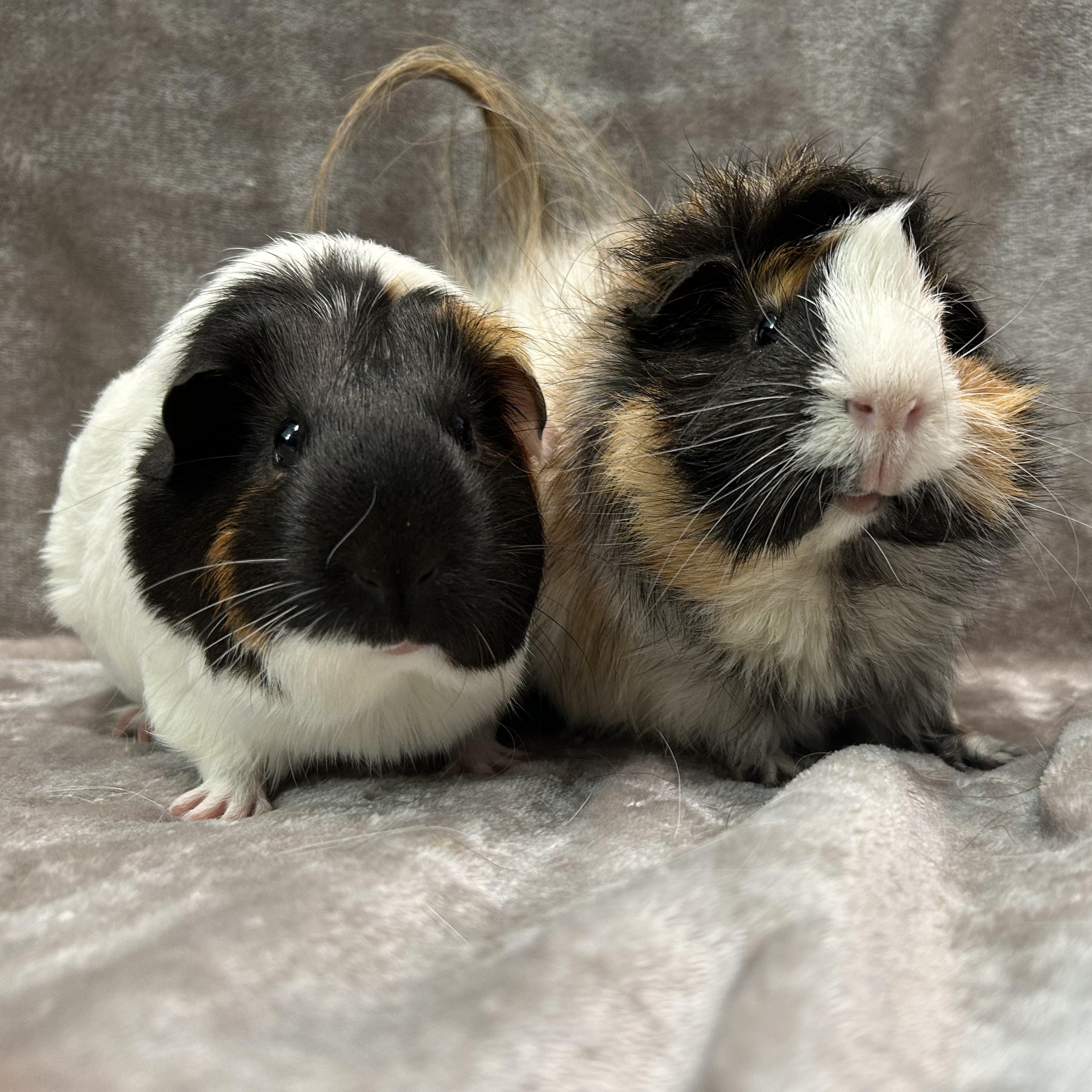 Enlarge Dixie and Trevor, a Adoptable Guinea Pig in Edgewood, MD image 6/6
