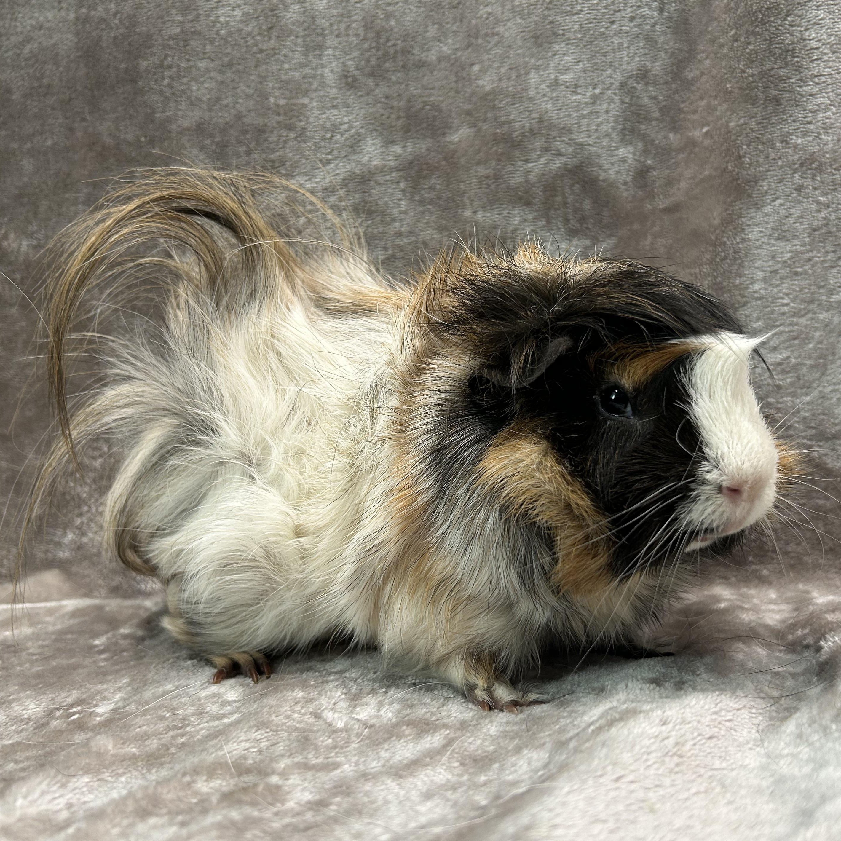 Enlarge Dixie and Trevor, a Adoptable Guinea Pig in Edgewood, MD image 2/6