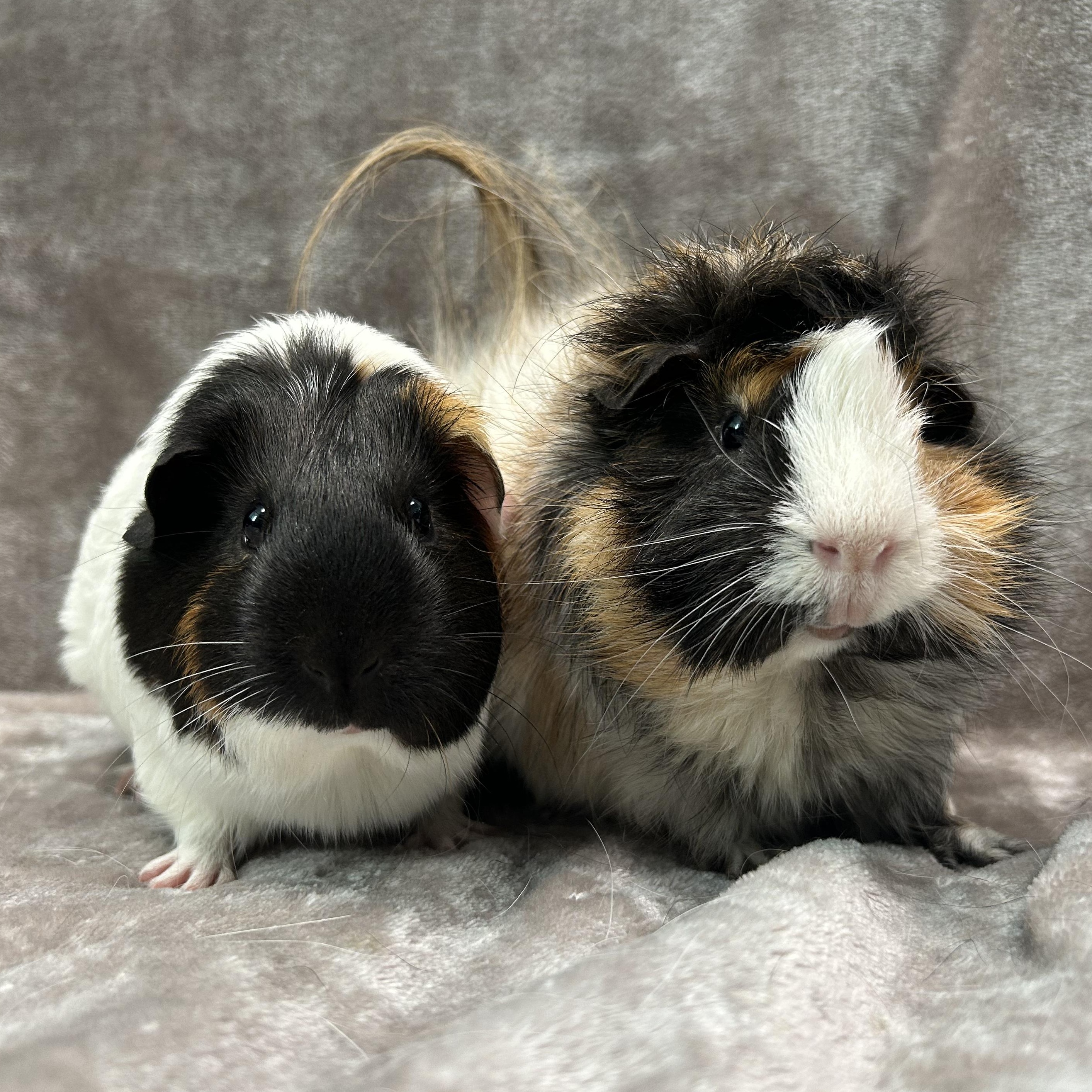 Dixie and Trevor, Adoptable, Adult Male Guinea Pig.