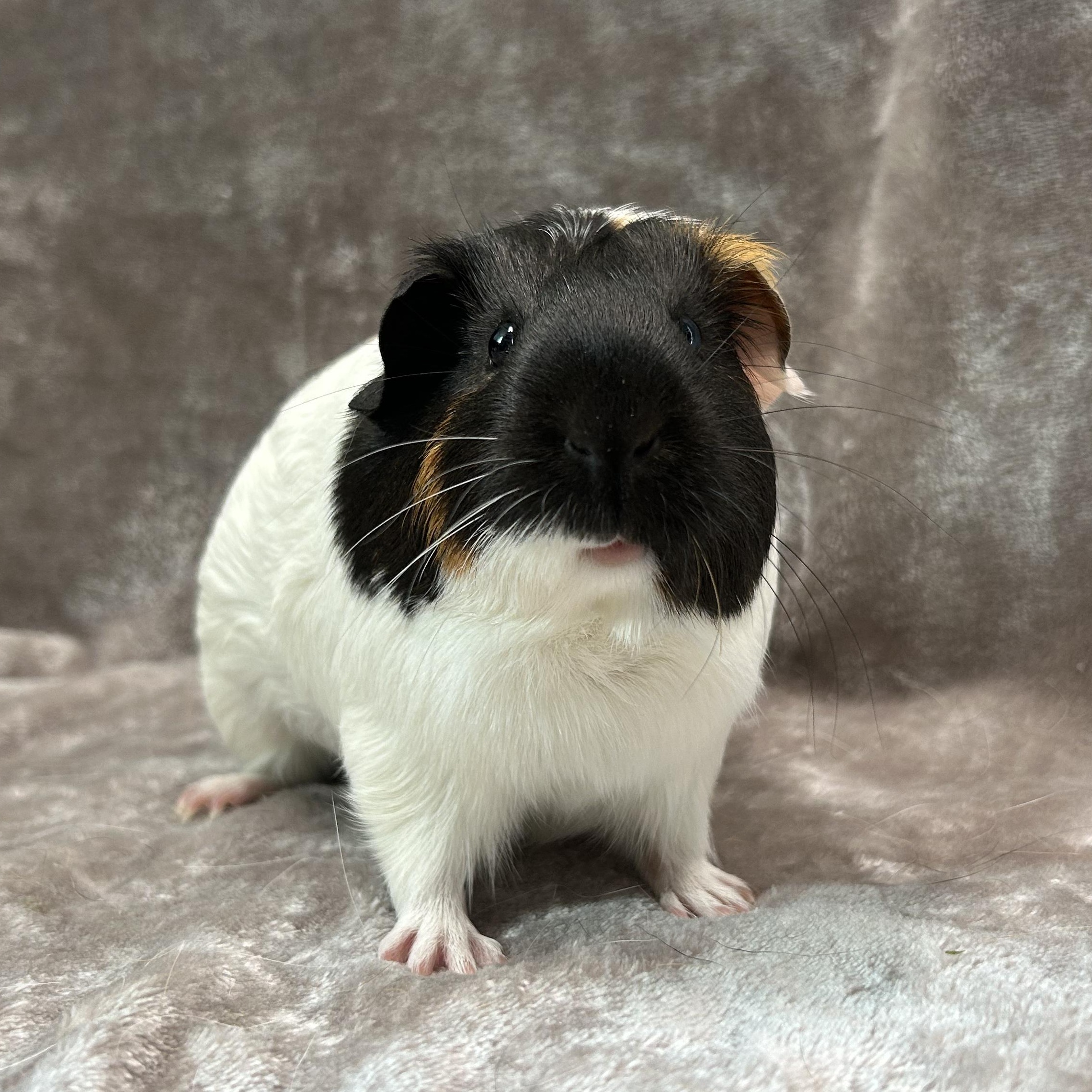 Enlarge Dixie and Trevor, a Adoptable Guinea Pig in Edgewood, MD image 5/6