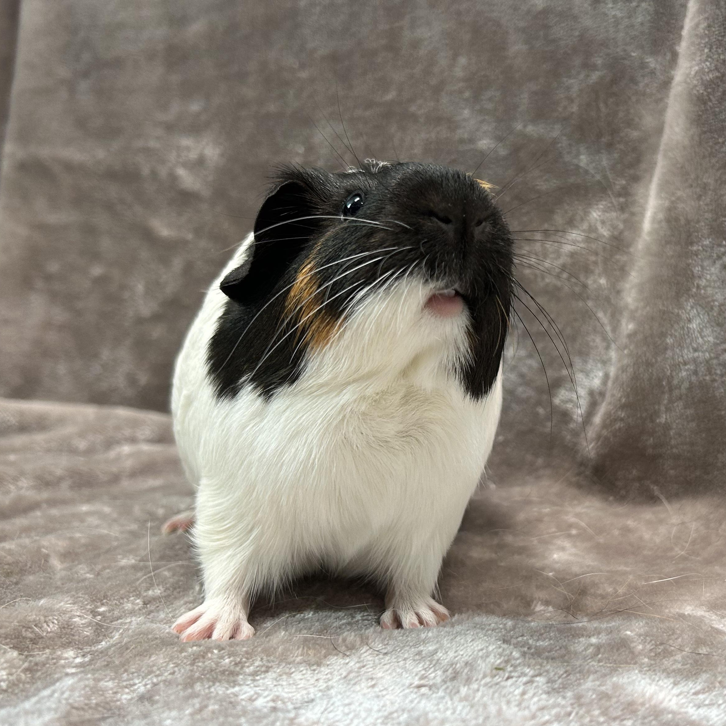 Enlarge Dixie and Trevor, a Adoptable Guinea Pig in Edgewood, MD image 3/6