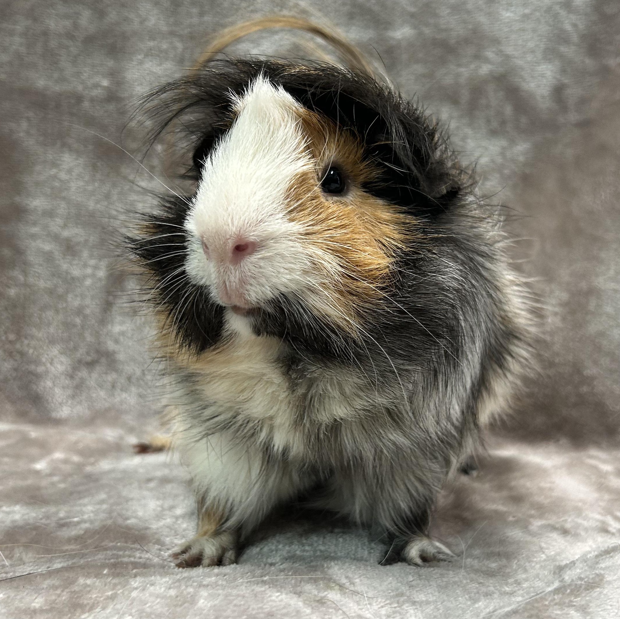 Enlarge Dixie and Trevor, a Adoptable Guinea Pig in Edgewood, MD image 4/6