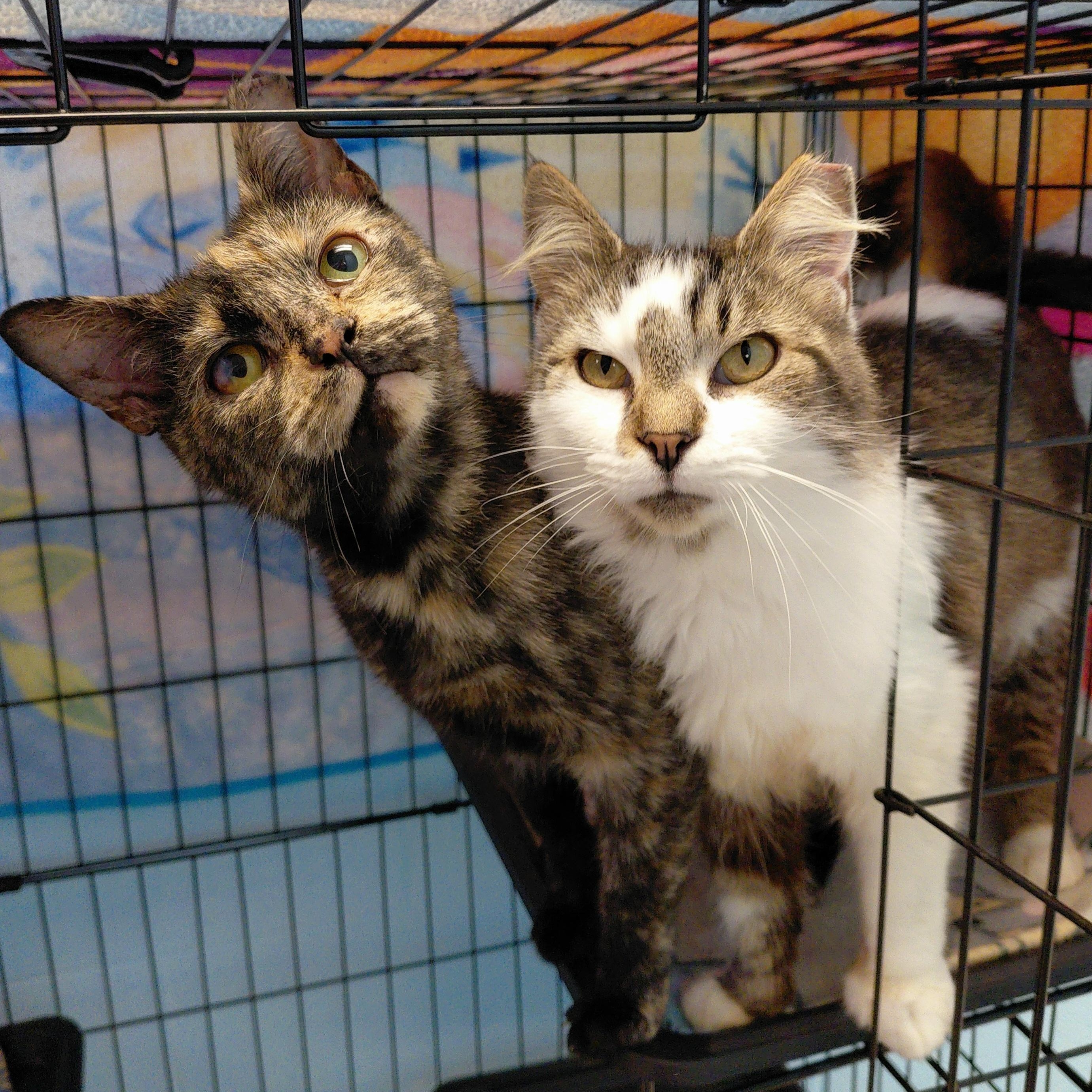 Hestia, a ADOPTABLE Domestic Long Hair in Stanley, VA image 3/3