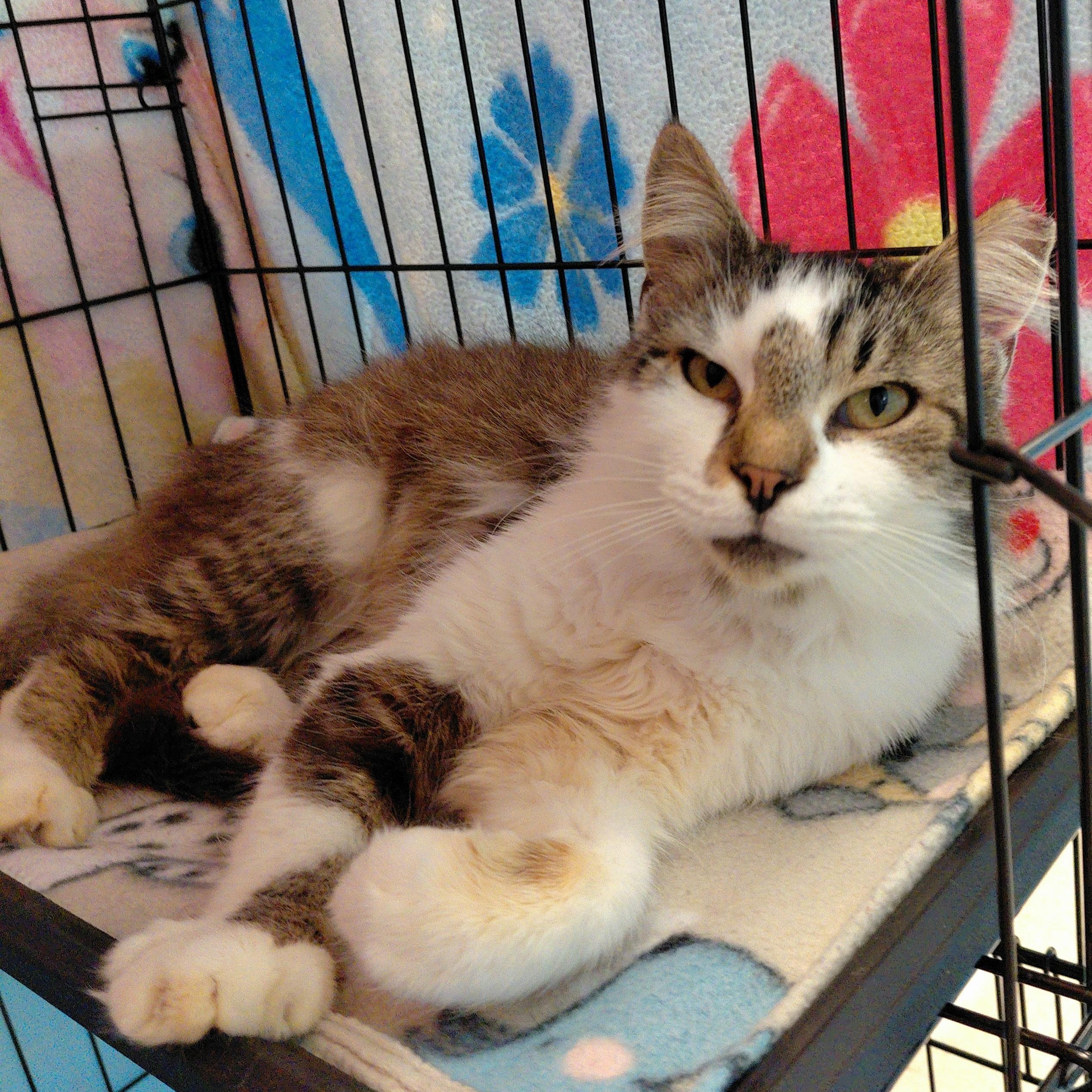 Hestia, a ADOPTABLE Domestic Long Hair in Stanley, VA image 1/3