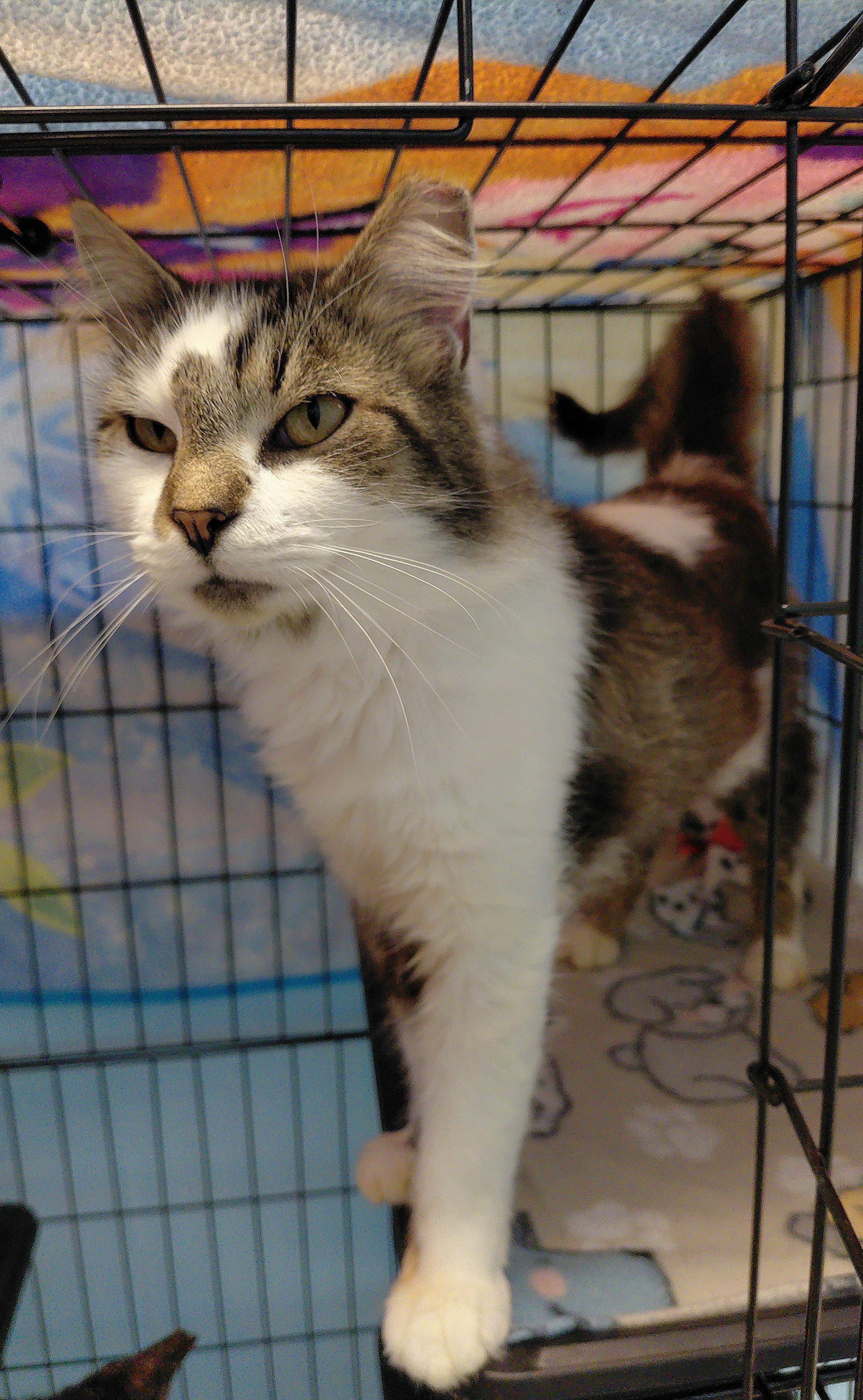 Hestia, a ADOPTABLE Domestic Long Hair in Stanley, VA image 2/3