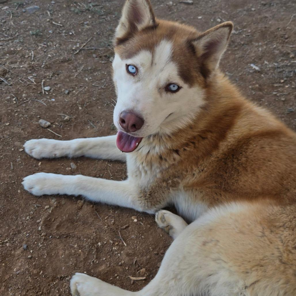 Enlarge Atlas, a Adoptable Husky in Taos, NM image 1/6