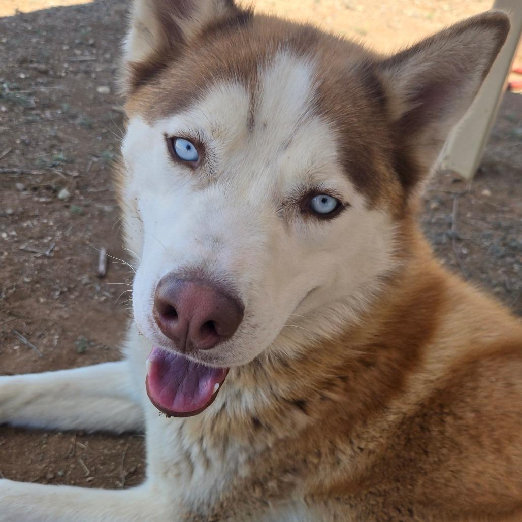 Enlarge Atlas, a Adoptable Husky in Taos, NM image 2/6