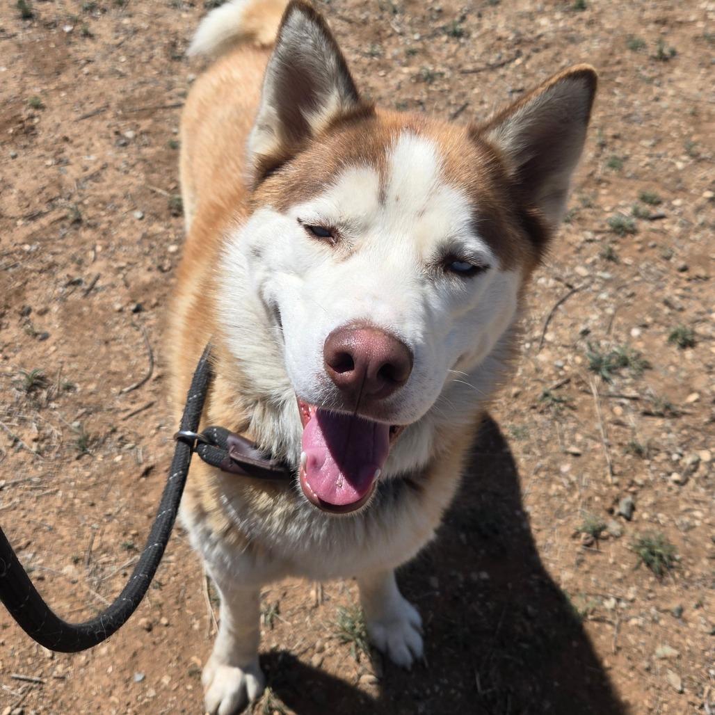 Enlarge Atlas, a Adoptable Husky in Taos, NM image 3/6