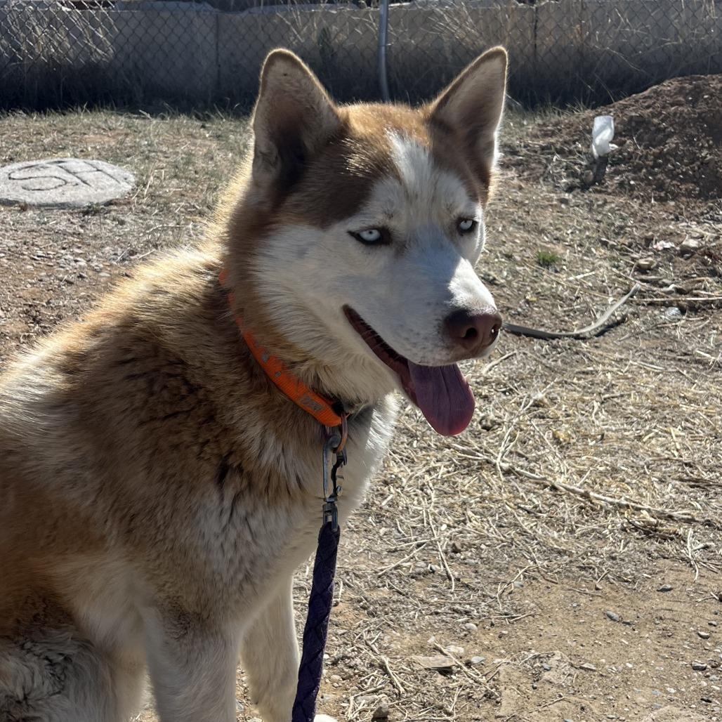 Enlarge Atlas, a Adoptable Husky in Taos, NM image 4/6