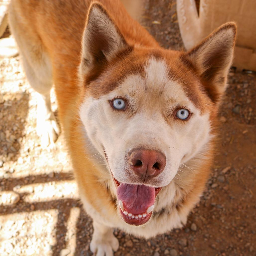 Enlarge Atlas, a Adoptable Husky in Taos, NM image 5/6