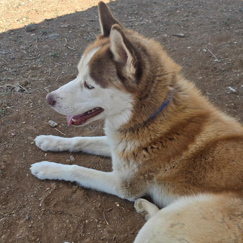 Enlarge Atlas, a Adoptable Husky in Taos, NM image 6/6