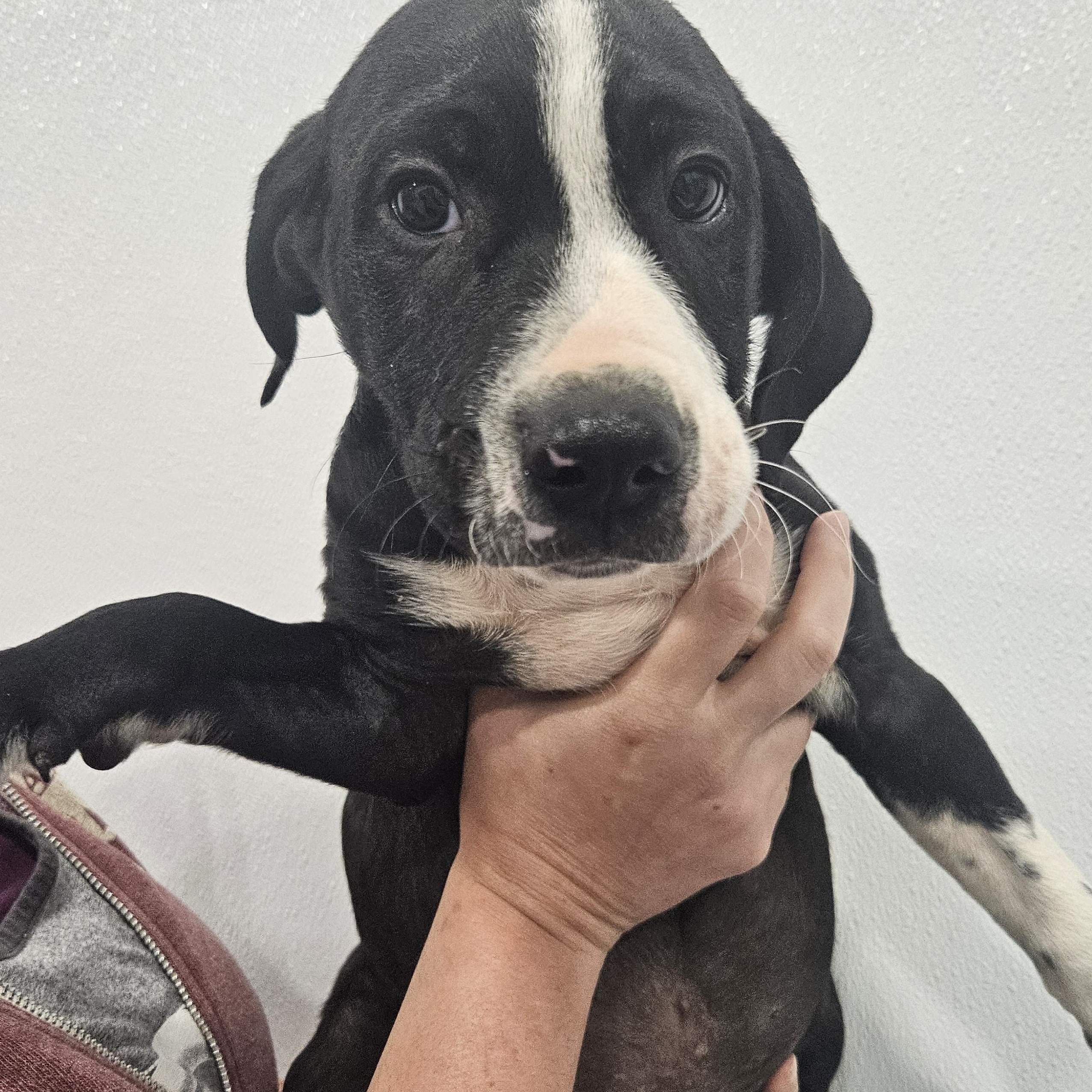 Bongo, Adopted, Puppy Male Labrador Retriever.