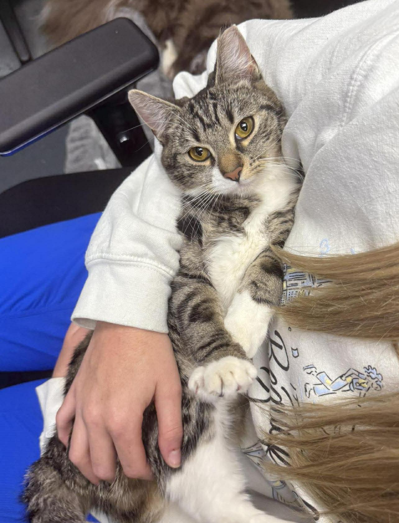 Enlarge Tiana!  Terrific Fun Mushy Snugglebug!  VIDEO of this doll of a kitten!, a Adoptable mixed breed in Bedford Hills, NY image 4/6