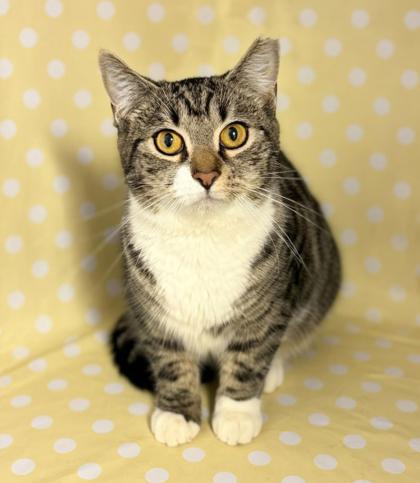 Tiana!  Terrific Fun Mushy Snugglebug!  VIDEO of this doll of a kitten!, Adoptable, Kitten Female Turkish Van & Tabby.