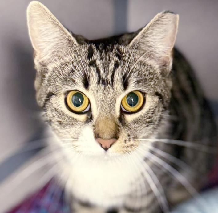 Enlarge Tiana!  Terrific Fun Mushy Snugglebug!  VIDEO of this doll of a kitten!, a Adoptable mixed breed in Bedford Hills, NY image 3/6